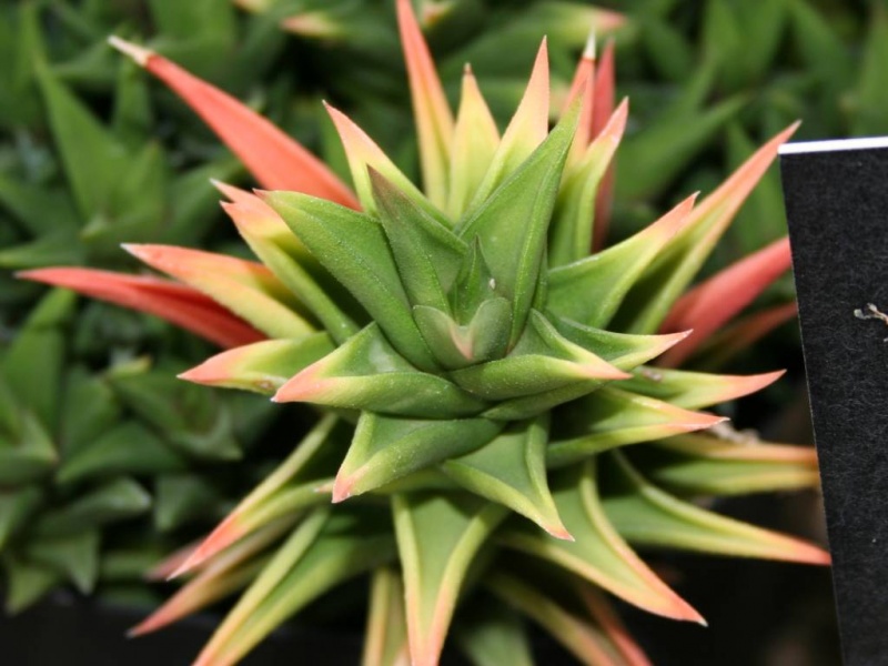 Archivo:Haworthia viscosa.JPG