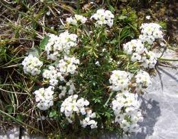 Hutchinsia alpina.jpg