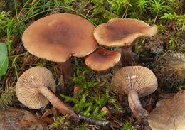 Lactarius camphoratus.jpg