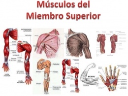 Musculos.jpeg