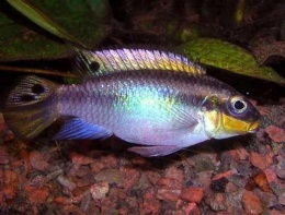 Pelvicachromis taeniatus.JPG