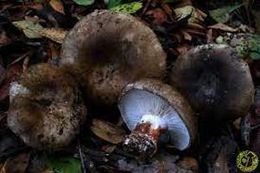 Russula acrifolia1...jpg