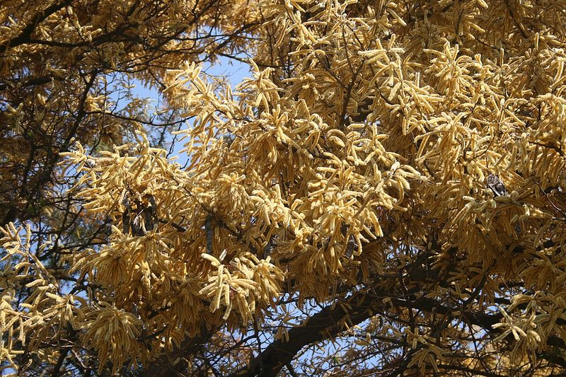 Archivo:Acacia galpinii 3.jpg