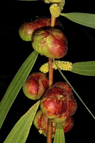 Archivo:Acacia longifolia 6.jpg
