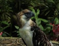 Aguila-filipina.jpg