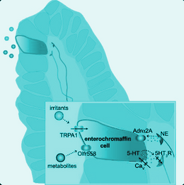 Celulas enterocromafines.png
