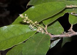 Croton densivestitus 1.jpg