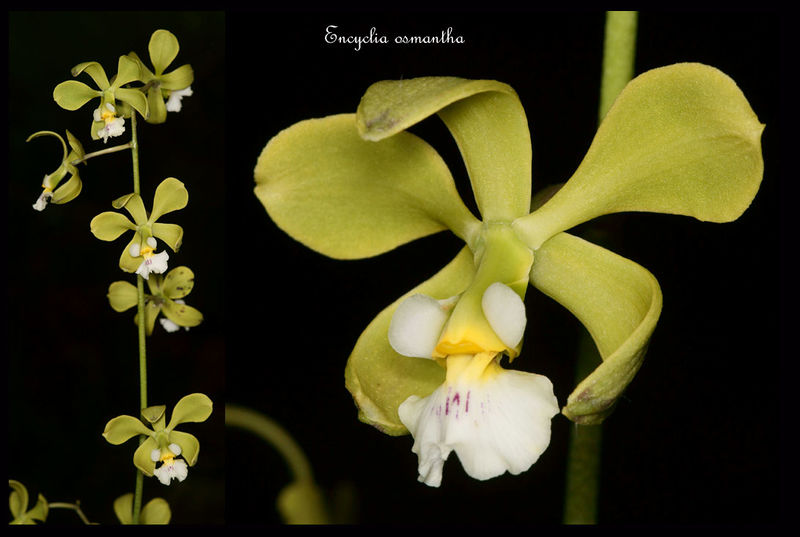 Archivo:Encyclia-osmantha.jpg