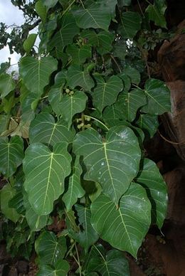 Ficus populifolia.JPG