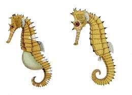 Hippocampus hystrix.jpg