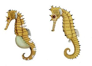 Hippocampus hystrix.jpg