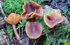 Lactarius serifluus1.jpg