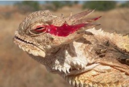 Lagarto cornudo.JPG