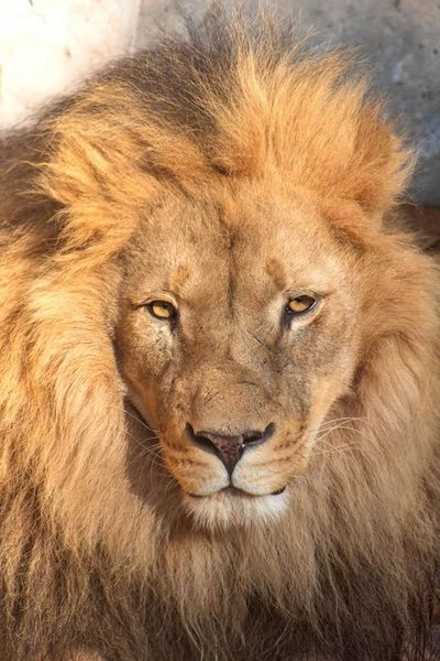 Archivo:León, Zoo nac. Chile.jpg