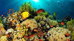 Parque Nacional Natural Corales de Profundidad.jpg