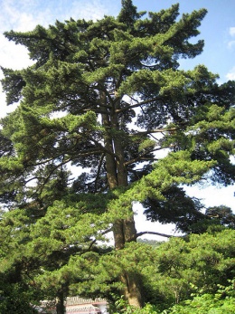 Pinus hwangshanensis.JPG