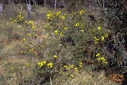 Acacia echinula.jpg