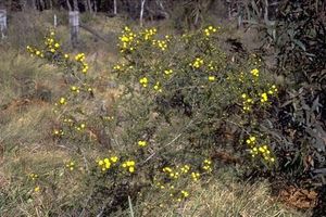Acacia echinula.jpg