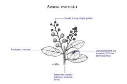 Acacia everistii.jpg