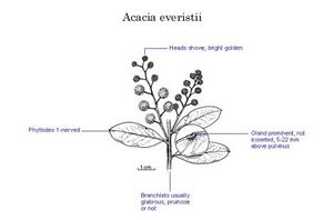 Acacia everistii.jpg