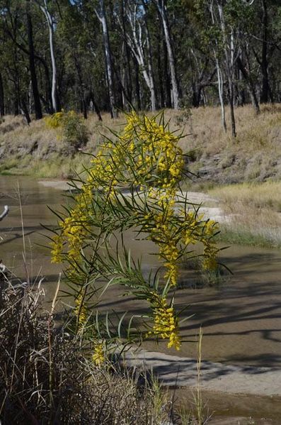 Archivo:Acacia macradenia 2.jpg