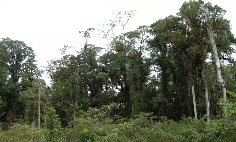 Archivo:Bosque 22.jpg