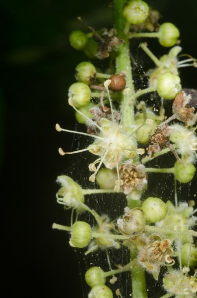 Archivo:Croton longiracemosus 2.jpg