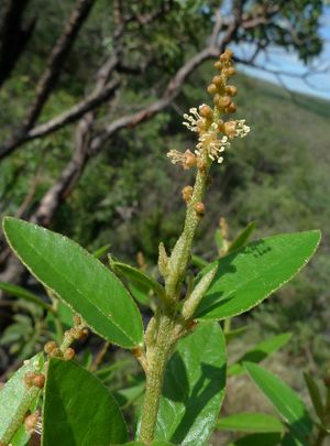 Croton subferrugineus.jpg