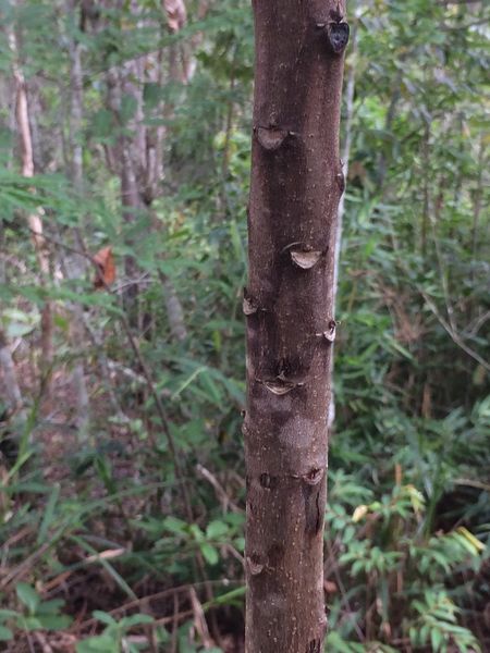 Archivo:Croton verrucosus 3.jpeg