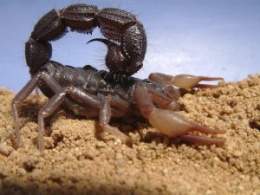 Escorpion de cola gruesa.jpg