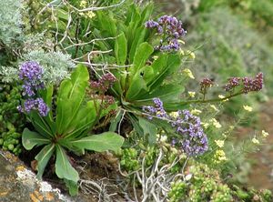 Limonium macrophyllum.jpg