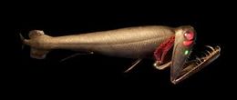 Malacosteus niger.jpg