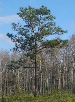 Pinus palustris.jpg