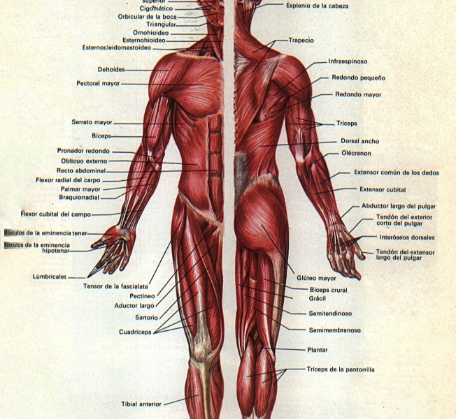 Archivo:Sistema muscular.JPG