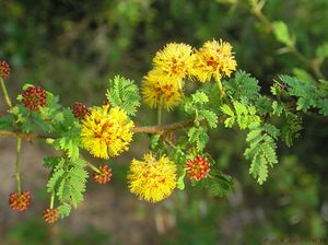 Acacia eburnea.jpg