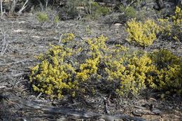 Acacia merrallii.jpg