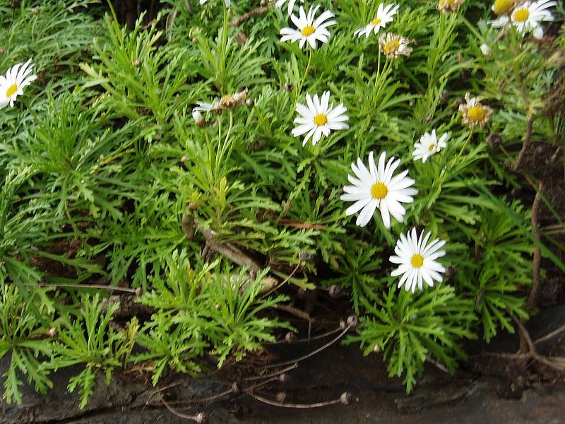 Archivo:Argyranthemum frutescens 1.jpg