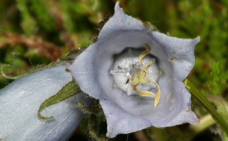 Archivo:Campanula alpina flores.JPG
