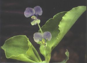 Commelina benghalensis4.jpg