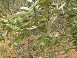 Croton argyrophyllus.jpeg