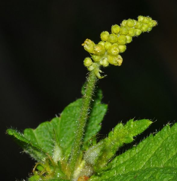 Archivo:Croton macradenis 1.jpg