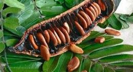Fruto de la cañandonga 1.jpg