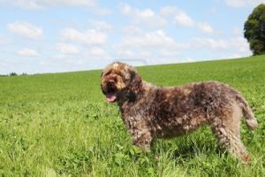 Griffon Korthals.jpeg