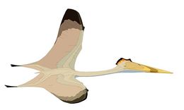 Hatzegopteryx2.jpg
