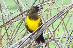 Pecho amarillo (pseudoleistes virescens).jpg