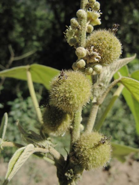 Archivo:Croton charaguensis 1.jpg
