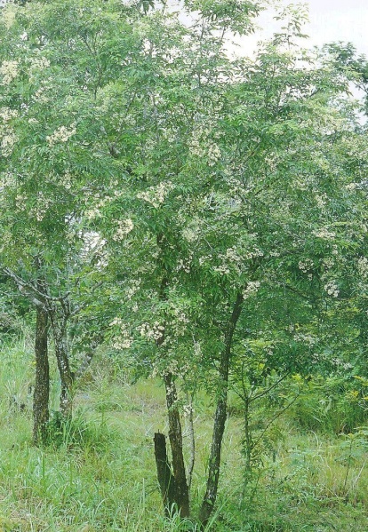 Archivo:Dalbergia cochinchinensis.JPG