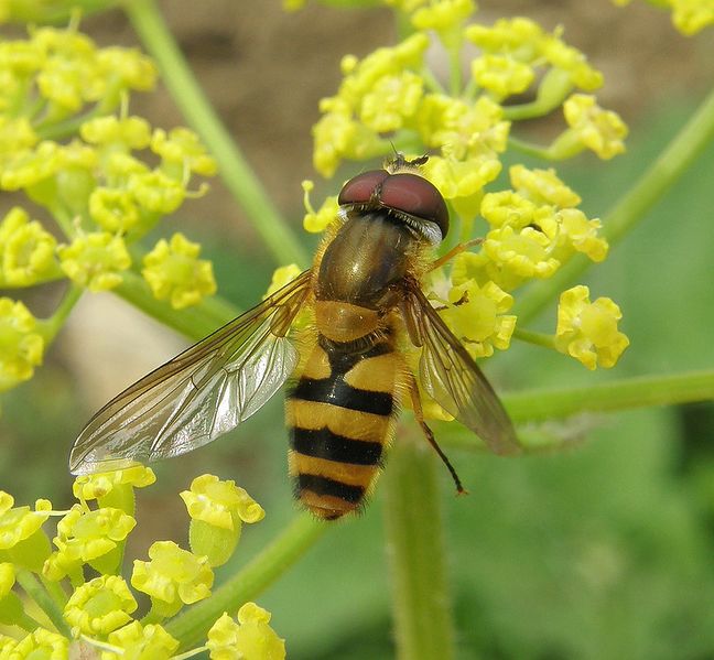Archivo:Epistrophe grossulariae.jpg