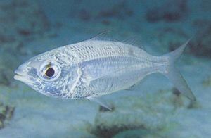 Mojarra moteada.jpg
