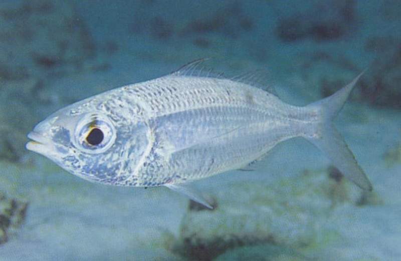 Archivo:Mojarra moteada.jpg